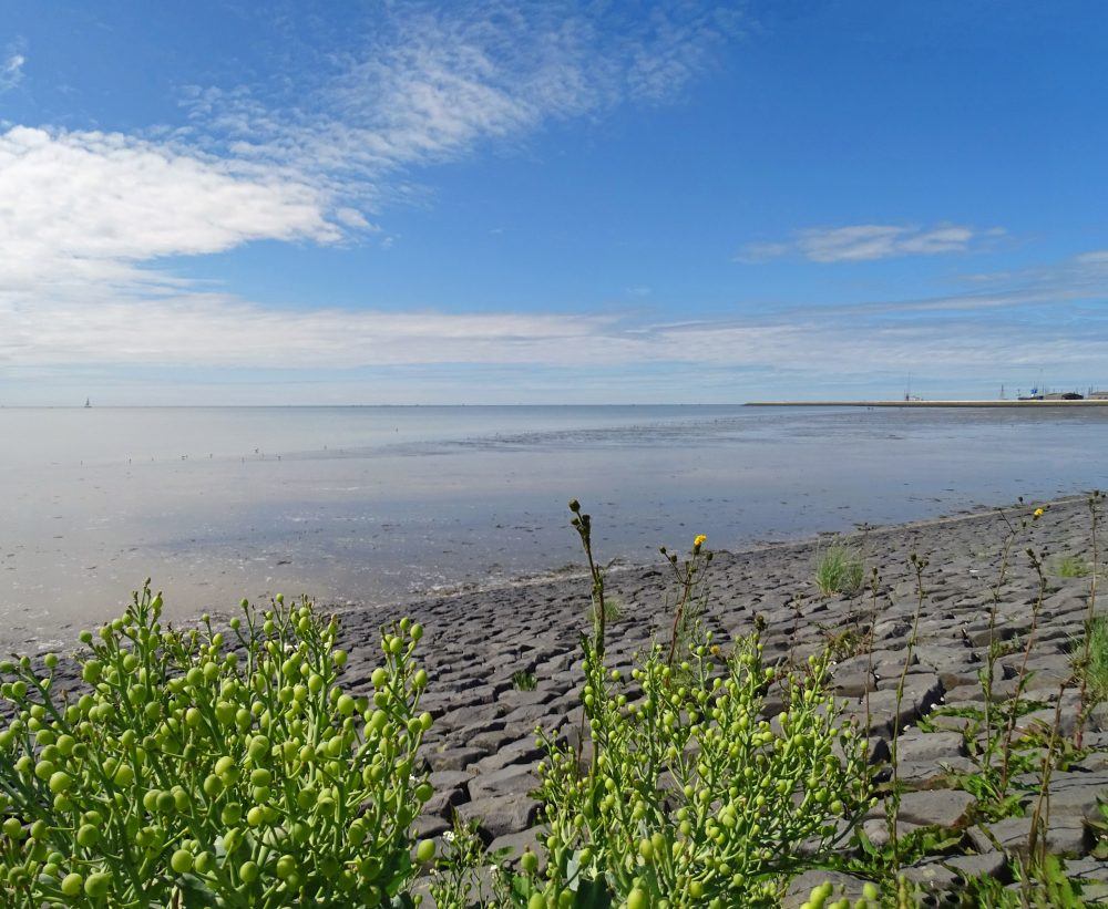 Waddenzee omgeving Harlingen